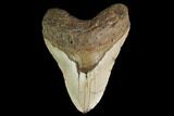 Fossil Megalodon Tooth - North Carolina #147518-1